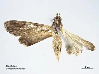 Eudonia anthracias