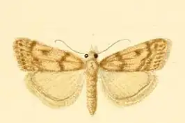 Scoparia dicteella