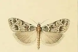 Scoparia staudingeralis