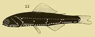 Notoscopelus elongatus