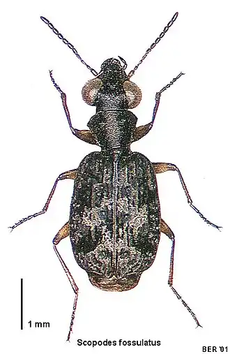 Scopodes fossulatus