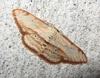 Scopula ferrilineata