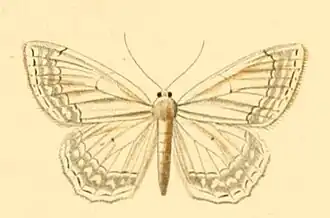 Scopula concinnaria