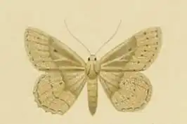 Scopula guancharia