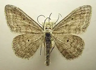 Scopula incanata