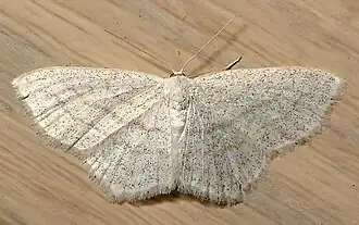 Scopula junctaria