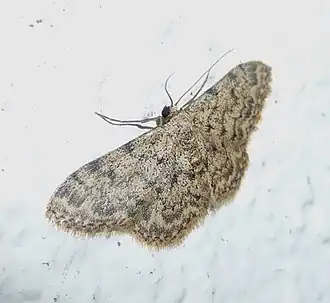 Scopula rufomixtaria