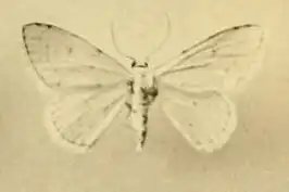 Scopula sacraria