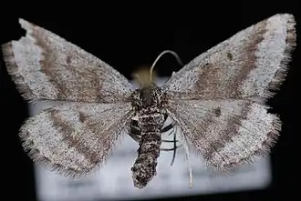 Scopula septentrionicola