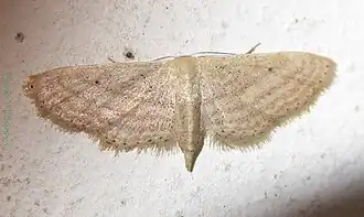Scopula serena