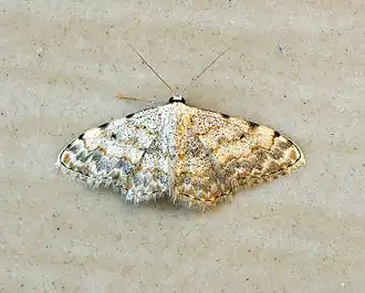 Scopula submutata