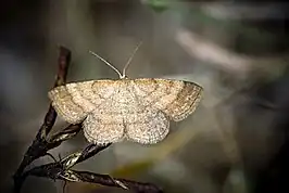 Scopula turbidaria