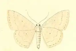 Scopula turbulentaria