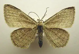 Scopula virgulata