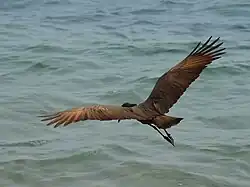 De hamerkop strekt zijn nek tijdens de vlucht