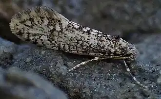 Scoriodyta rakautarensis