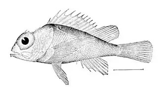 Scorpaena agassizii