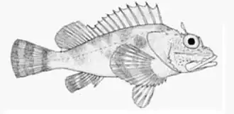 Scorpaena histrio