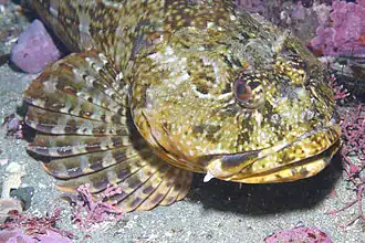 Scorpaenichthys marmoratus