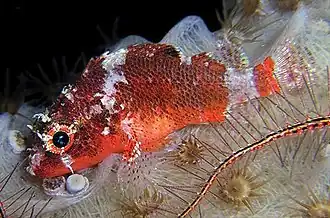 Scorpaenodes tredecimspinosus