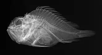 Scorpaenopsis obtusa