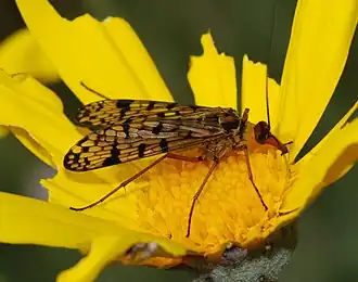 Panorpa meridionalis