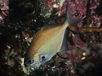 Scorpis lineolata