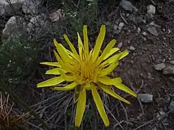 Steelzaad (Scorzonera laciniata)