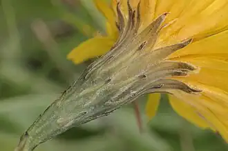 Vertakte leeuwentand