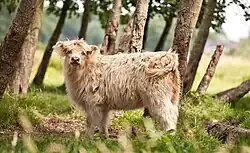 Jong Schotse hooglander