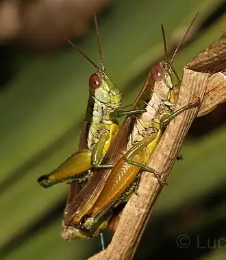 Scotussa liebermanni