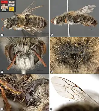 Scrapter heterodoxus