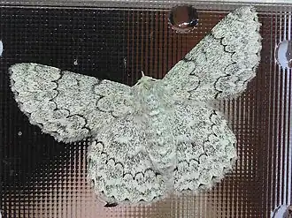 Pingasa abyssiniaria