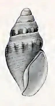 Scrinium neozelanicum