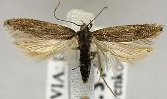 Scrobipalpa clintoni