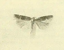 Scrobipalpa feralella