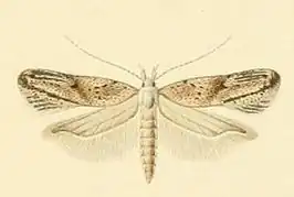 Scrobipalpa gallicella