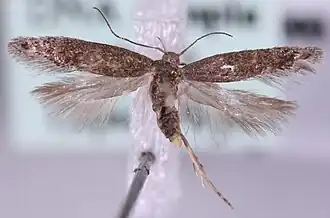 Scrobipalpa murinella