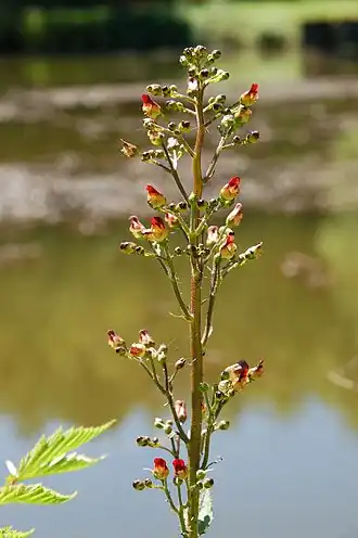 Scrophulariales
