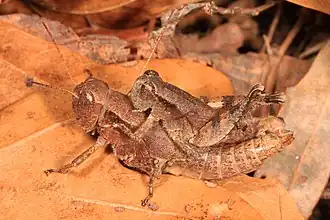 Melanoplus scudderi