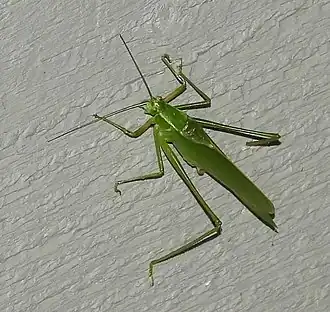 Scudderia septentrionalis