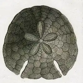 Sculpsitechinus auritus