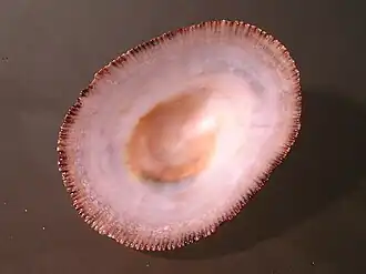 Scutellastra argenvillei