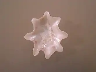 Scutellastra chapmani