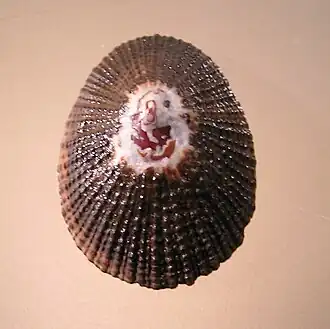 Scutellastra granularis