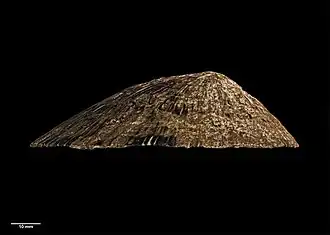 Scutellastra tucopiana