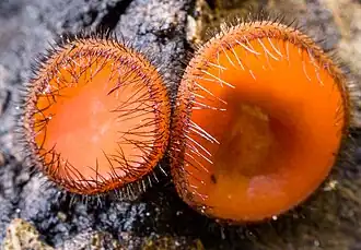 Dubbelgangerwimperzwam