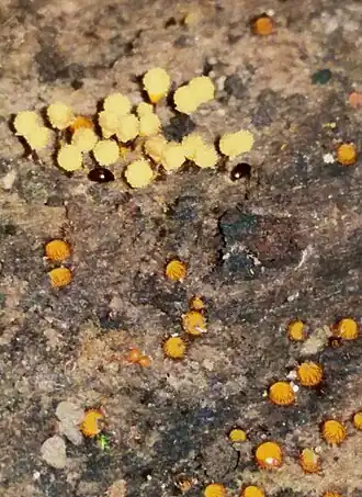 Borstelhaarwimperzwam