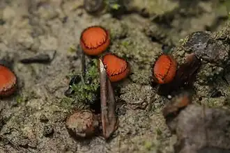 Stekelsporige wimperzwam