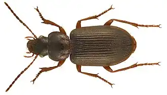 Scybalicus oblongiusculus
